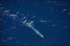 Blue Whales sighting off California