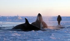 Killer whales trapped in Quebec sea ice
