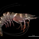 US tiger shrimp sightings worry scientists