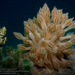 Dennis Corpuz (Anilao Critters) – Amazing Photographs
