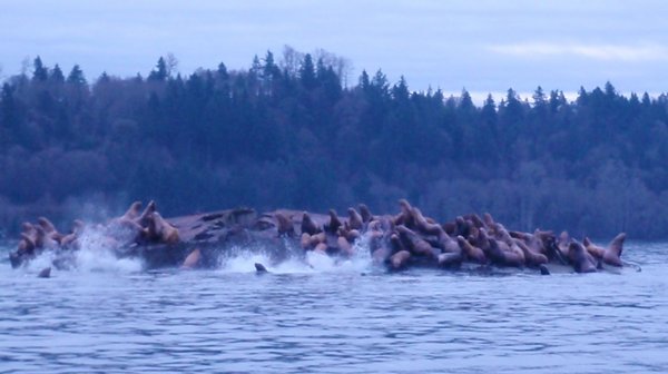 Dozens of sea lions were spotted on Dec. 24, 2011, on an anchored barge in the Nisqually Delta by Pete Topping, a Washington state wildlife biologist.