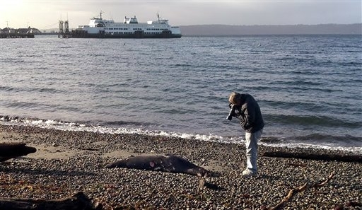 This dead sea lion with bullet wounds was found on a West Seattle beach on Jan. 23
