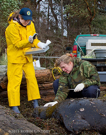 Officials examine a dead sea lion found on a Seattle park beach on Jan. 23