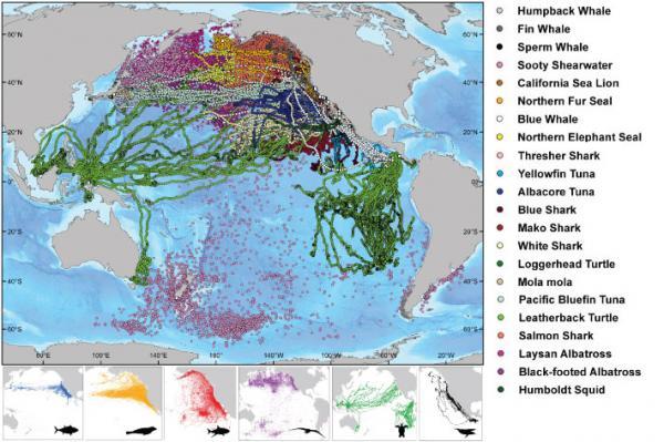 Travel tapestry: The mapped movements of the 23 tracked species. (Sword fish are not included in this figure.)CREDIT: TOPP.