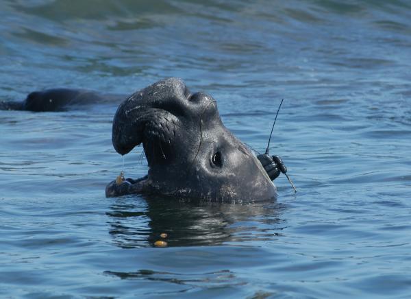Nice hat, buddy. A bull elephant seal wears a tracking tag glued to its fur.CREDIT: TOPP.