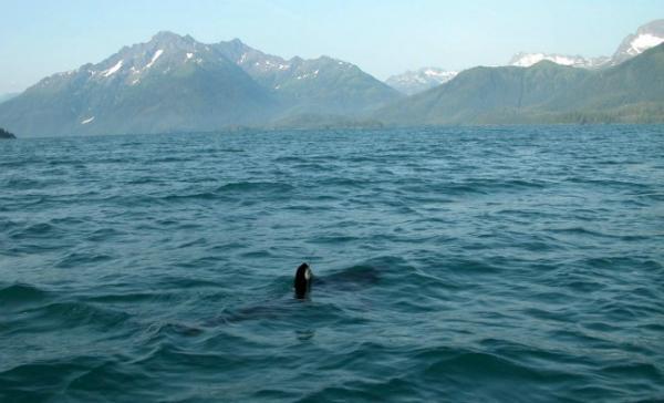 A salmon shark's dorsal fin pokes above the water, satellite tag attached, in the Gulf of Alaska.CREDIT: TOPP