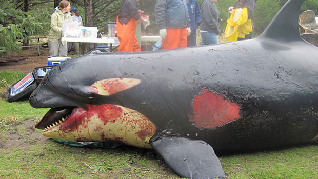 Killer whale possibly killed by U.S. military explosion