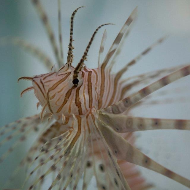 Invasion of the lionfish – From Reef to Table