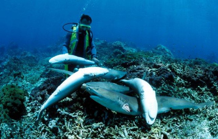 Florida Passes Law  Prohibiting the import, export, & sale of shark fins