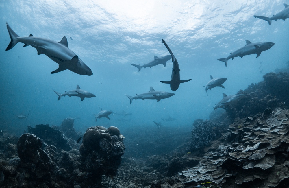 Are Sharks Truly Protected in Costa Rica?